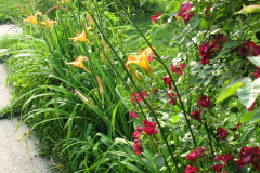 Day-Lilies-Muncie-96