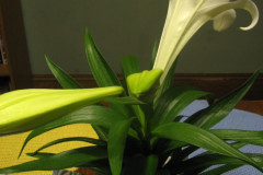 IMG_3875