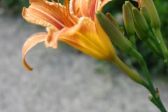 IMG_6764