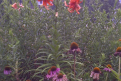 Orange-lillies-cooler-higher-contrast-10