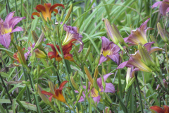 Purple-lily-cooler-high-contrast-3