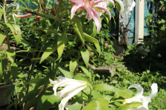 White-and-Pink-Lilies-in-Backyard-10-orig
