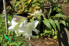 White-and-Pink-Lilies-in-Backyard-3-orig