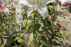 White-and-Pink-Lilies-in-Backyard-4