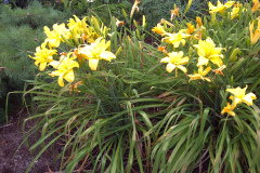 Yellow-Lilies-1