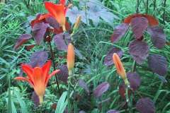 hemerocallis_euphorbia_rici