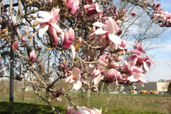 Magnolia-1
