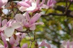 Magnolia-2