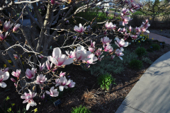 Magnolia-Misc-in-Muncie-1