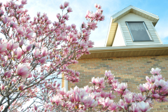 Magnolia-Misc-in-Muncie-10