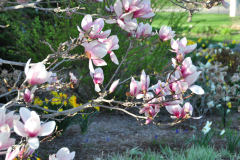 Magnolia-Misc-in-Muncie-100