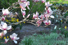 Magnolia-Misc-in-Muncie-101