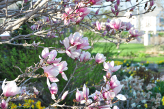 Magnolia-Misc-in-Muncie-102