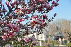Magnolia-Misc-in-Muncie-103
