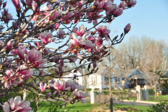 Magnolia-Misc-in-Muncie-104