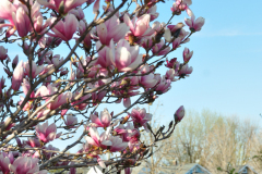 Magnolia-Misc-in-Muncie-106