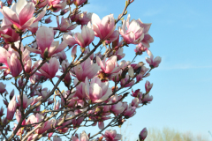 Magnolia-Misc-in-Muncie-107