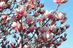 Magnolia-Misc-in-Muncie-108