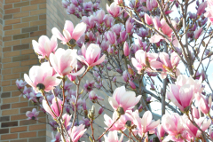 Magnolia-Misc-in-Muncie-109