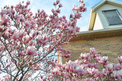 Magnolia-Misc-in-Muncie-11