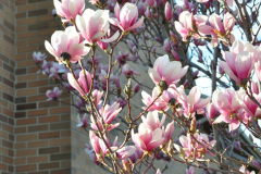 Magnolia-Misc-in-Muncie-110