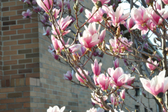 Magnolia-Misc-in-Muncie-111