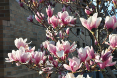 Magnolia-Misc-in-Muncie-112