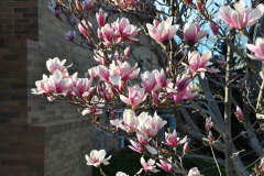 Magnolia-Misc-in-Muncie-113
