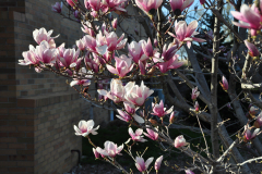 Magnolia-Misc-in-Muncie-114