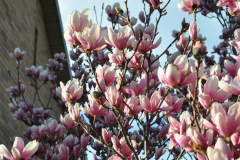 Magnolia-Misc-in-Muncie-115