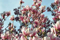 Magnolia-Misc-in-Muncie-116