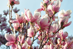 Magnolia-Misc-in-Muncie-117