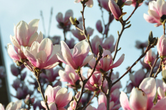 Magnolia-Misc-in-Muncie-118