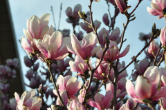 Magnolia-Misc-in-Muncie-119