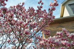 Magnolia-Misc-in-Muncie-12