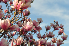 Magnolia-Misc-in-Muncie-120