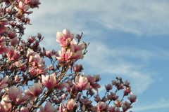 Magnolia-Misc-in-Muncie-121