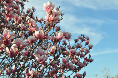 Magnolia-Misc-in-Muncie-122
