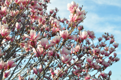 Magnolia-Misc-in-Muncie-123