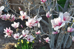Magnolia-Misc-in-Muncie-124
