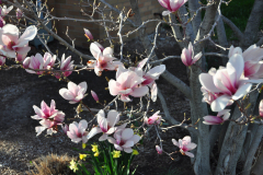Magnolia-Misc-in-Muncie-125