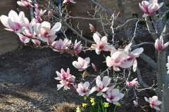 Magnolia-Misc-in-Muncie-126