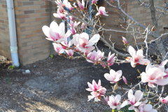 Magnolia-Misc-in-Muncie-127