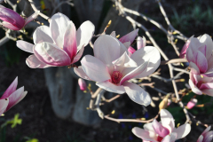Magnolia-Misc-in-Muncie-128