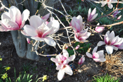 Magnolia-Misc-in-Muncie-129