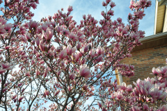 Magnolia-Misc-in-Muncie-13