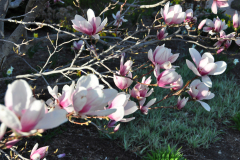 Magnolia-Misc-in-Muncie-130