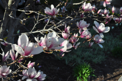 Magnolia-Misc-in-Muncie-131