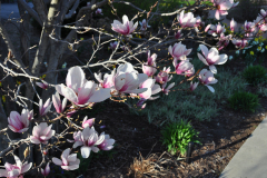 Magnolia-Misc-in-Muncie-132
