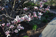 Magnolia-Misc-in-Muncie-133